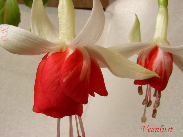  Veenlust 