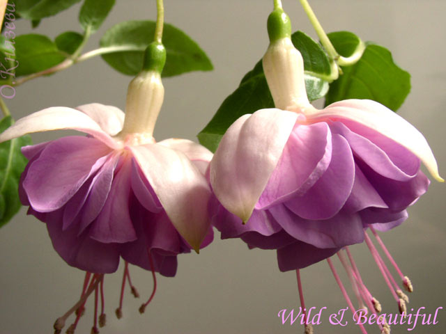  Wild & Beautiful 