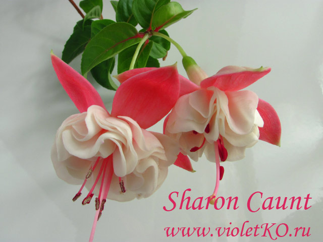  Sharon Caunt 