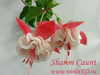 Фуксия Sharon Caunt