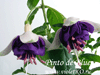 Фуксия Pinto de Blue