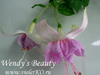 Фуксия Wendy`s Beauty