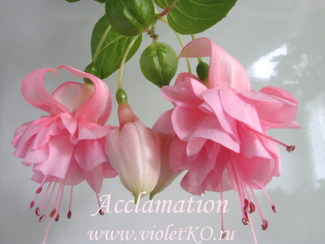  Acclamation 