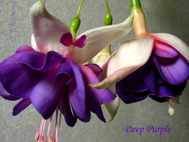 Фуксия Deep Purple 