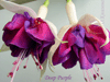 Фуксия Deep Purple