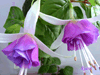 Фуксия Riant