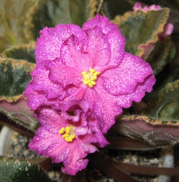  Buckeye Colossal 