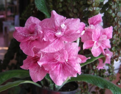  Ruffled Rose 