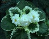 Фиалка Cool Mint