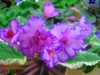 Фиалка Fredette`s Risen Star