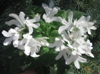 Фиалка Lunar Lily - White