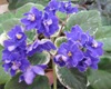 Фиалка Ma`s Bluberry Taffy
