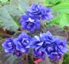 Фиалка Ness Crinkle Blue