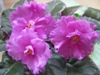 Фиалка Ness Candy Pink
