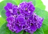 Фиалка Ness Granberry Lace