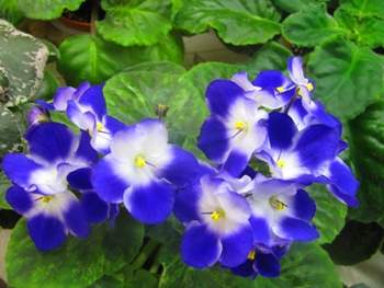  Optimara Monet 