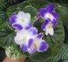 Фиалка Park Ave Blue