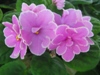 Фиалка Pink Amiss
