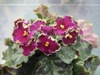 Фиалка Golden Rubies