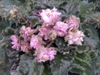 Фиалка Island Rose