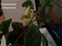 Фиалка Синнингия Conspicua