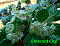 Фиалка Emerald City