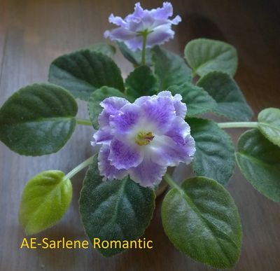  AE-Sarlene Romantic 