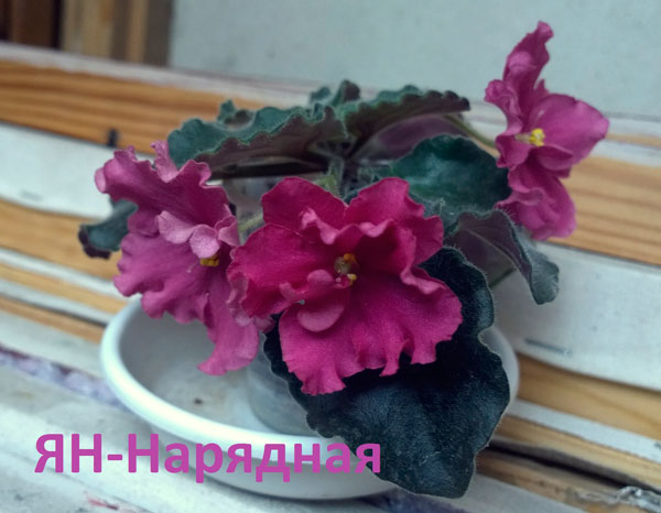 Фиалка ЯН-Нарядная