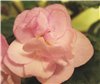 Фиалка 'Ness' Satin Rose'