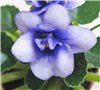 Фиалка 'Optimara Little Diamond'