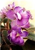 Фиалка 'Petite Jewel'