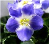 Фиалка 'Shirl's Hawaiian Lei'