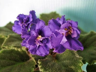      'Von's Mariner' 
