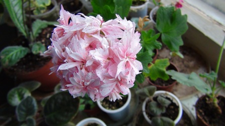  Begonia luxurians 