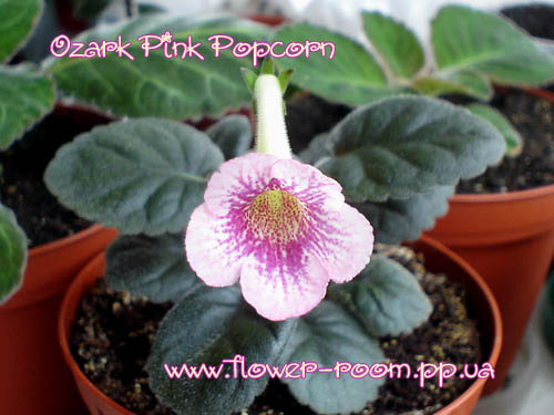  Ozark Pink Popcorn 