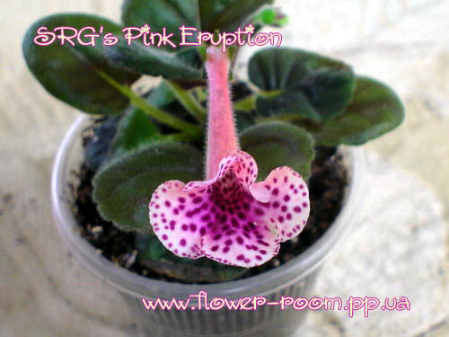  SRG's Pink Eruption 