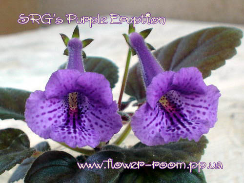  SRG's Purple Eruption 