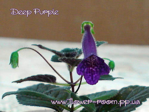  Deep Purple 