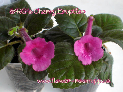  SRG's Cherry Eruption 