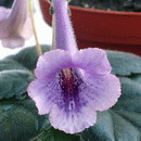  SRG's Sandy Purple