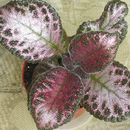 Фиалка Pink Acajou