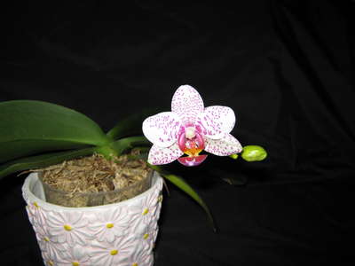  Phalaenopsis   