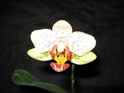  Phalaenopsis Hybride S 168 