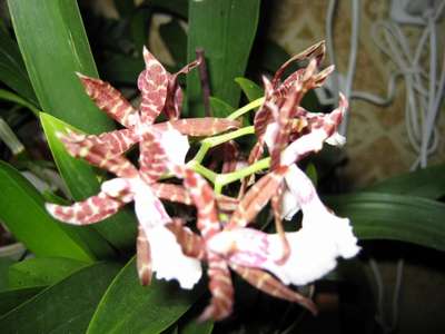  Odontoglossum Hybride bic-ross x Miltonia