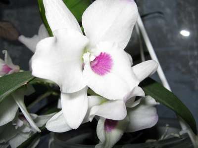  Dendrobium nobiie() 