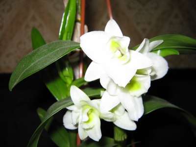  Dendrobium nobiie 