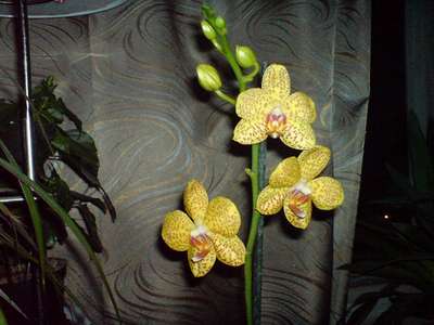  Phalaenopsis