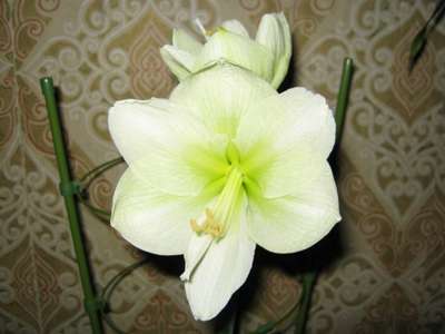Lemon Lime (Лимон и Лайм)