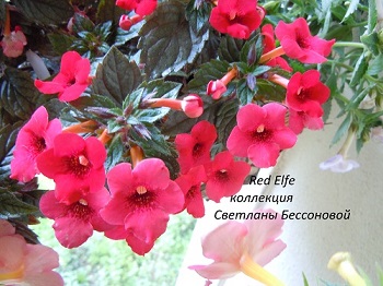   Red Elfe 