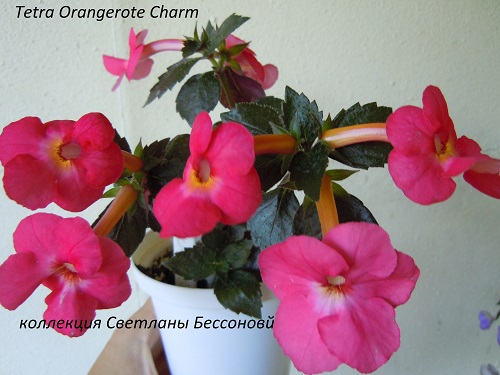   'Tetra Orange Charm' 